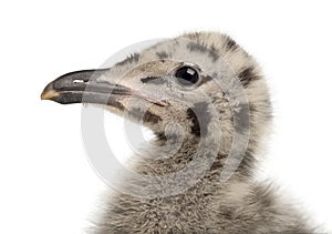 European Herring Gull chick, Larus argentatus