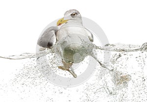 European Herring Gull floating in troubled waters