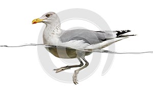 European Herring Gull floating in the water, Larus argentatus