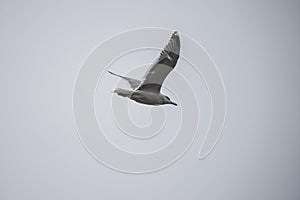 European Herring Gull flying alone