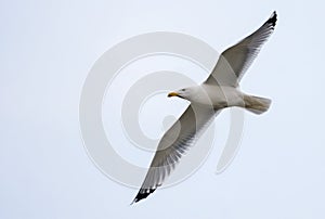 European herring gull flies in grey sky with spreaded wings