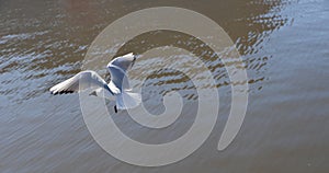 European herring gull flying in water