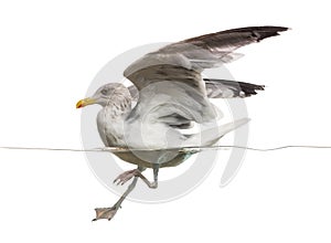 European Herring Gull landing on the water,