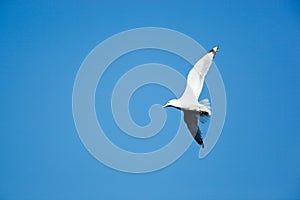 European Herring Gull, Larus argentatus