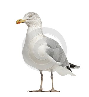 European Herring Gull, Larus argentatus photo