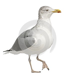 European Herring Gull, Larus argentatus