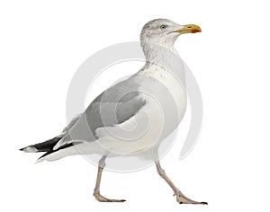 European Herring Gull, Larus argentatus