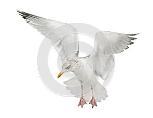 European Herring Gull, Larus argentatus