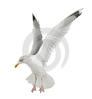 European Herring Gull, Larus argentatus photo