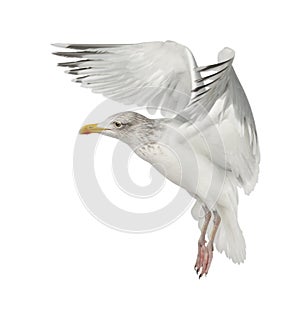 European Herring Gull, Larus argentatus