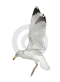 European Herring Gull, Larus argentatus