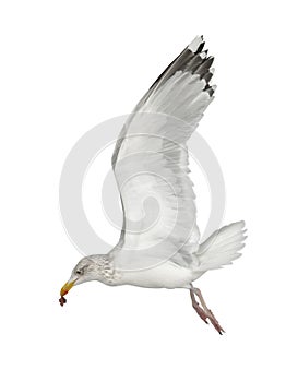 European Herring Gull, Larus argentatus