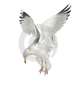 European Herring Gull, Larus argentatus