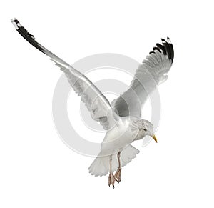 European Herring Gull, Larus argentatus photo