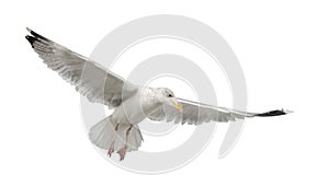 European Herring Gull, Larus argentatus photo