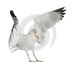 European Herring Gull, Larus argentatus