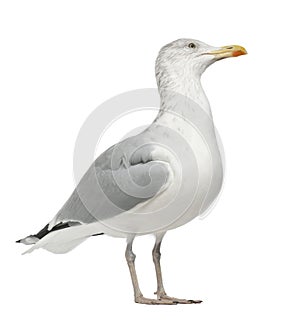 European Herring Gull, Larus argentatus