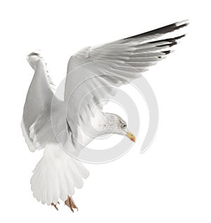 European Herring Gull, Larus argentatus