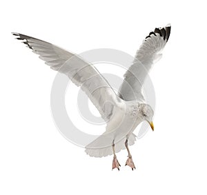 European Herring Gull, Larus argentatus