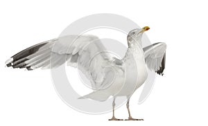 European Herring Gull, Larus argentatus