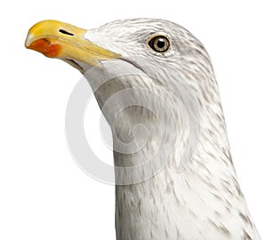 European Herring Gull, Larus argentatus photo