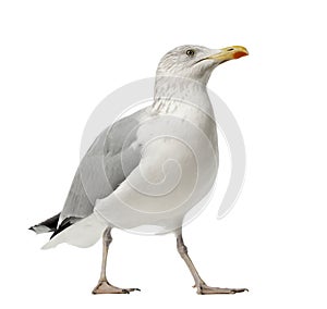 European Herring Gull, Larus argentatus