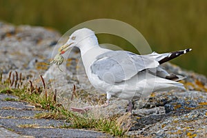 European herring gull (Larus argentatus