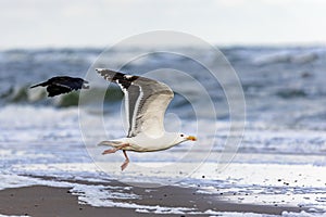 European herring gull (Larus argentatus