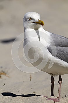 European herring gull ( Larus argentatus)