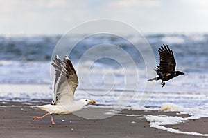 European herring gull (Larus argentatus