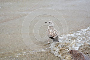 The European herring gull (Larus argentatus . )