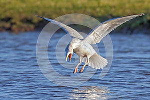 European Herring Gull - Larus argentatus landing on water.