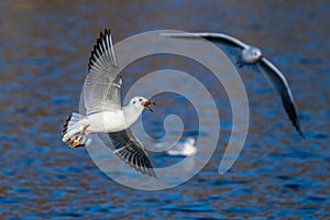 The European Herring Gull, Larus argentatus is a large gull