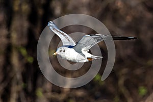 The European Herring Gull, Larus argentatus is a large gull