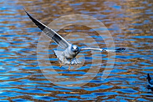 The European Herring Gull, Larus argentatus is a large gull