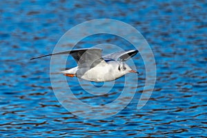 The European Herring Gull, Larus argentatus is a large gull