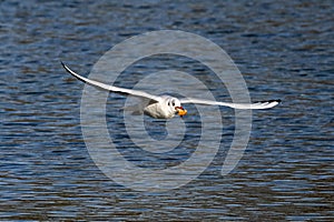 The European Herring Gull, Larus argentatus is a large gull