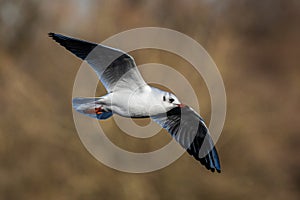 The European Herring Gull, Larus argentatus is a large gull