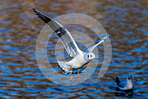 The European Herring Gull, Larus argentatus is a large gull