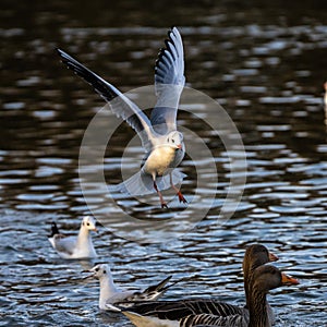 The European Herring Gull, Larus argentatus is a large gull