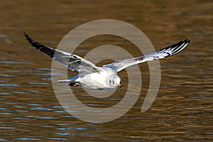 The European Herring Gull, Larus argentatus is a large gull