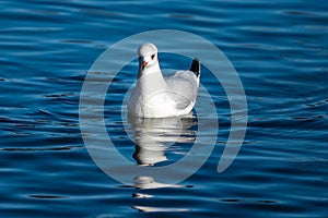 The European Herring Gull, Larus argentatus is a large gull