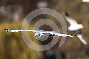 The European Herring Gull, Larus argentatus is a large gull