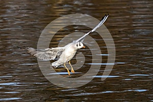 The European Herring Gull, Larus argentatus is a large gull