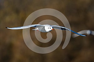 The European Herring Gull, Larus argentatus is a large gull