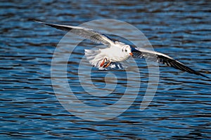 The European Herring Gull, Larus argentatus is a large gull