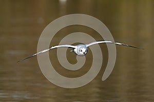 The European Herring Gull, Larus argentatus is a large gull