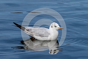 The European Herring Gull, Larus argentatus is a large gull