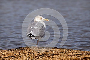 European Herring Gull - Larus argentatus at rest on the shoreline.
