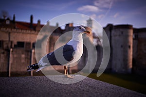 European herring gull, Larus argentatus, sea bird, sitting on Tower stony city fortification